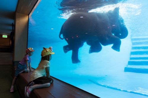kids enjoying watching elephant swim in the water tank